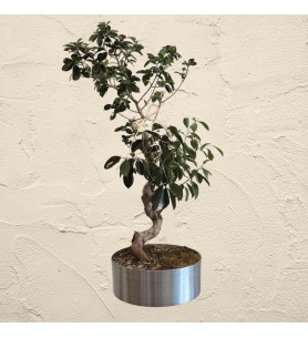 S Shaped Bonsai
